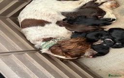 Cockapoo dogs for sale: Miniature f1 Cockapoos puppies - Advert 14