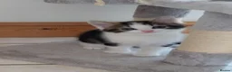 Domestic Shorthair cats for sale: 2 beautiful kittens  - Advert 4