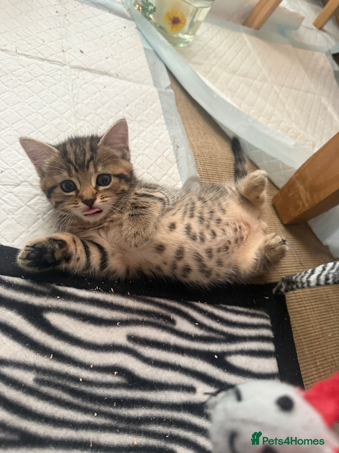 Mixed Breed cats Tabby Male Kitten - Advert 13