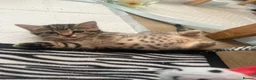Mixed Breed cats for sale: Tabby Male Kitten - Advert 1