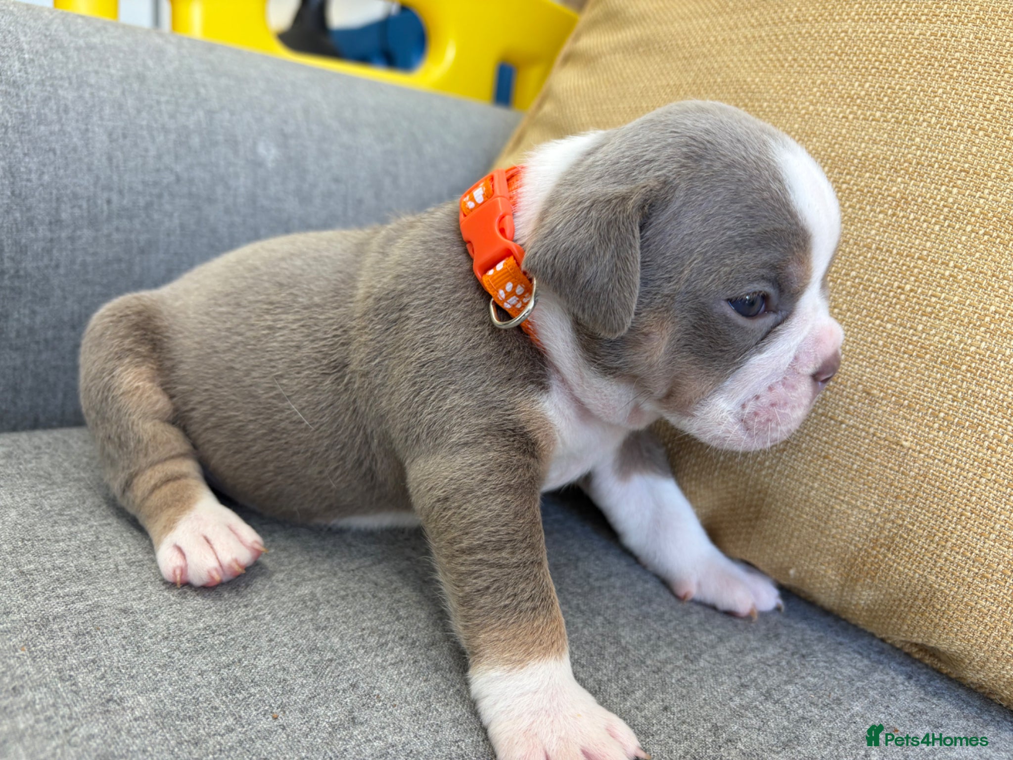 English Bulldog dogs ENGLISH BULLDOGS!  - Advert 7