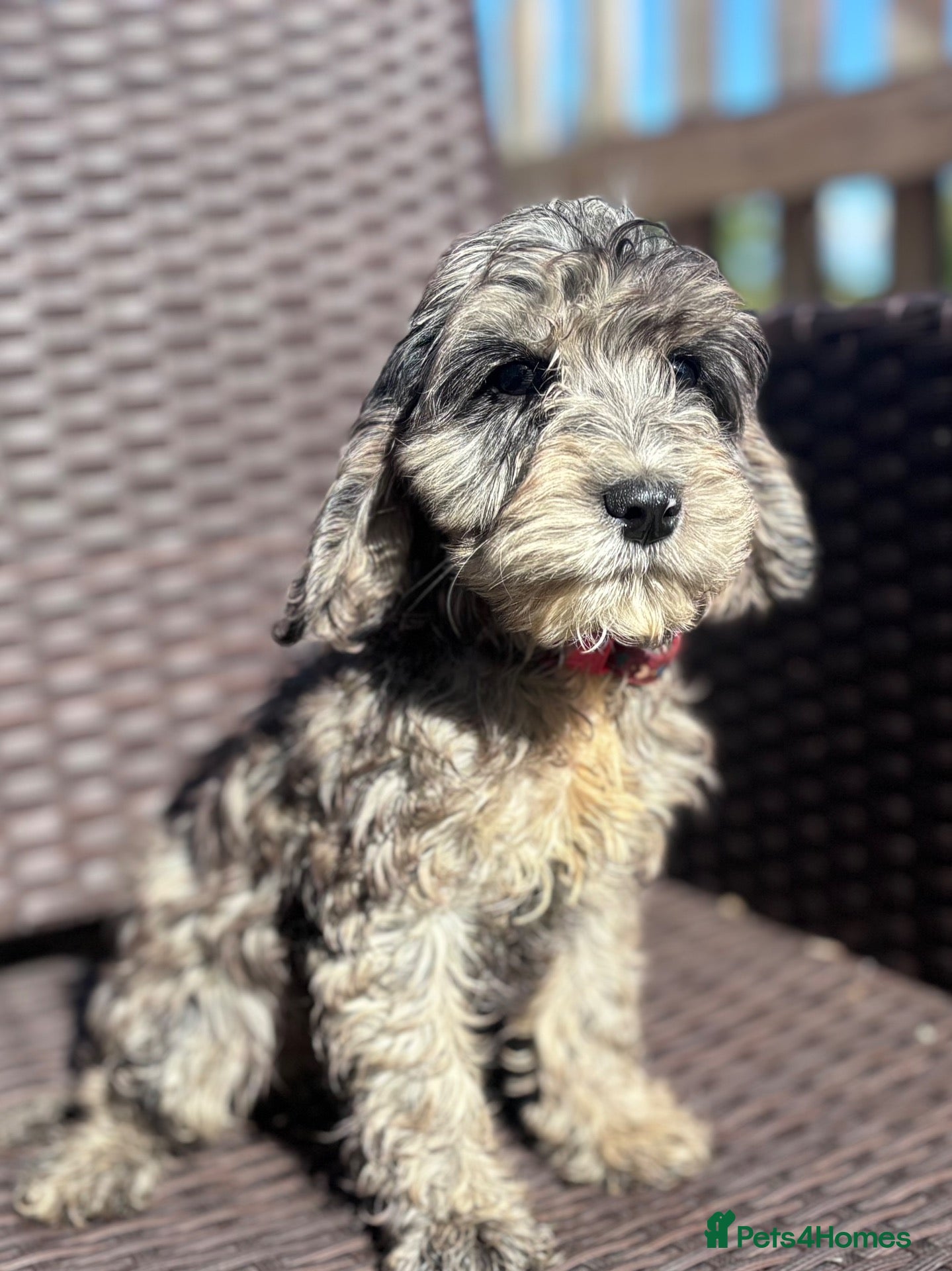 Cockapoo dogs Merle cockapoo puppies health tested - Advert 6