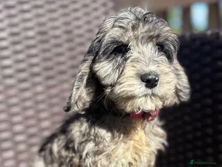 Cockapoo dogs Merle cockapoo puppies health tested - Advert 6