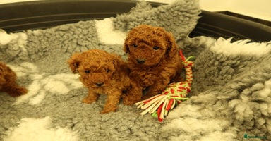 Toy Poodle dogs 3 Red Toy Poodles Available  - Advert 4