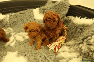 Toy Poodle dogs 3 Red Toy Poodles Available - Advert 4