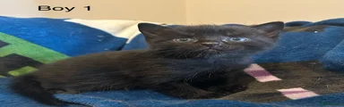Kitten boy 1 