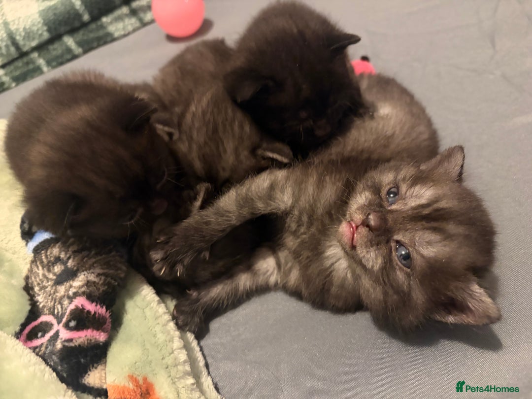 British Shorthair cats for sale: Beautiful British Shorthair Kittens  - Advert 12