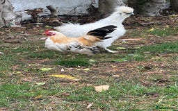 Chickens poultry for sale: Serama boys FREE - Image 1