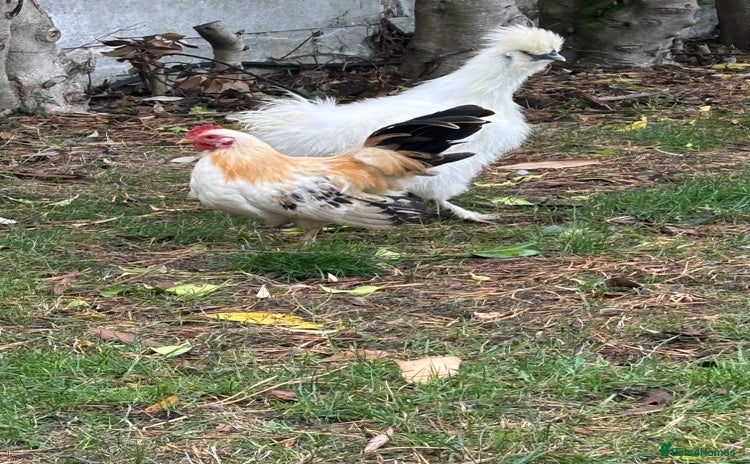 Chickens poultry - Advert 19