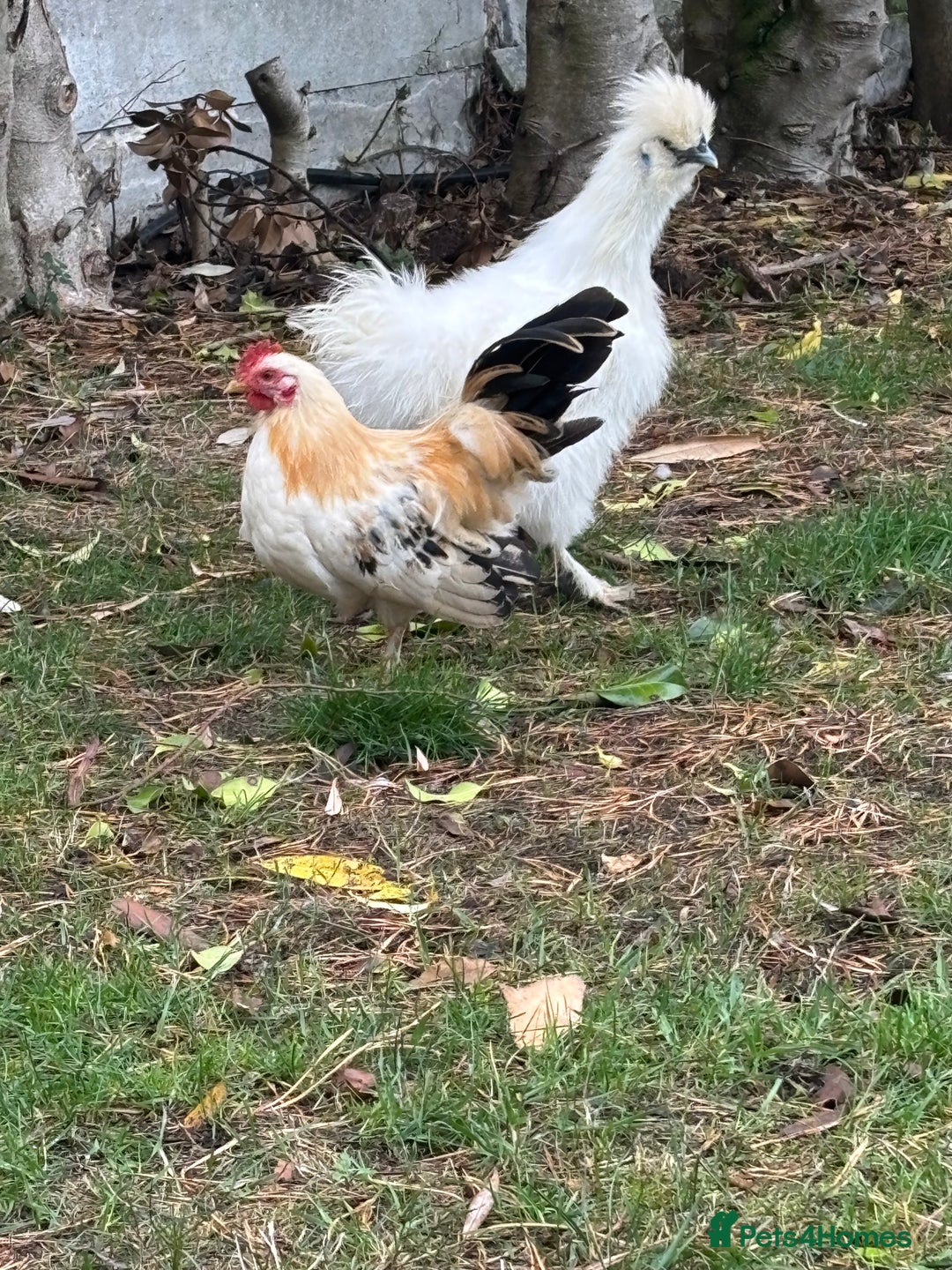 Chickens poultry for sale: Serama boys FREE - Image 1