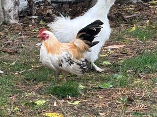Chickens poultry - Advert 19