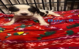 English Springer Spaniel dogs for sale: Beautiful litter of 11 springer spaniel puppies  - Advert 20