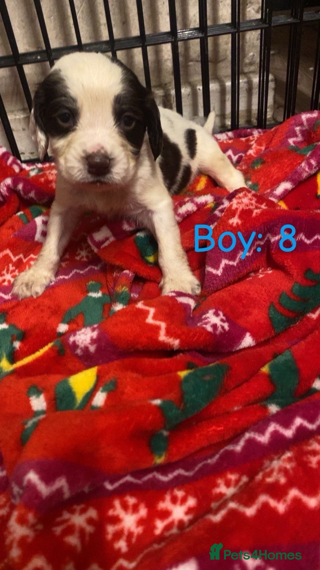 English Springer Spaniel dogs for sale: Beautiful litter of 11 springer spaniel puppies  - Advert 20