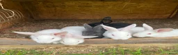 New Zealand rabbits for sale: Rabbits for sale very nice and very friendly with  - Advert 5