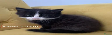Kitten 1 (girl)