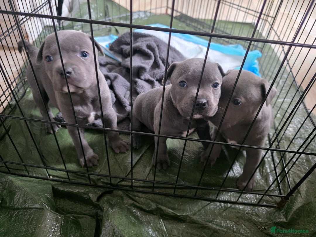Staffordshire Bull Terrier dogs for sale: Beautiful Blue Staffs KC Registered - Image 14