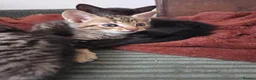 Mixed Breed cats for sale: Beautiful kittens for sale in Tenterden - Advert 8