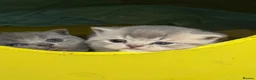 British Shorthair cats for sale: Cute British Shorthair Kittens open for reserve - Advert 1