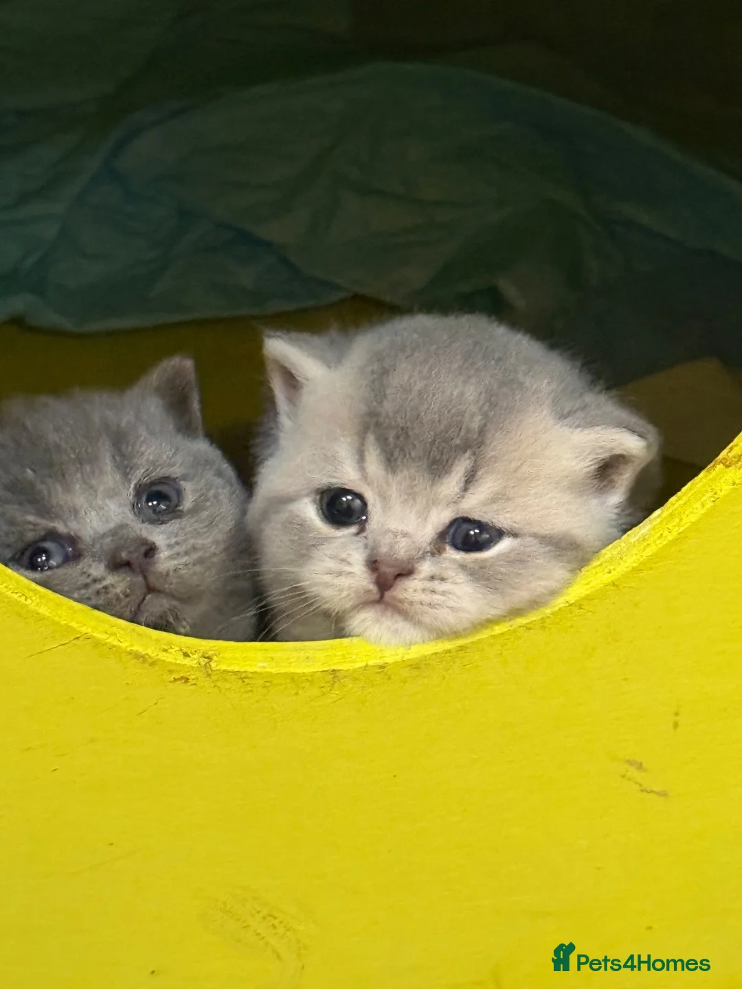 British Shorthair cats for sale: Cute British Shorthair Kittens open for reserve - Advert 1