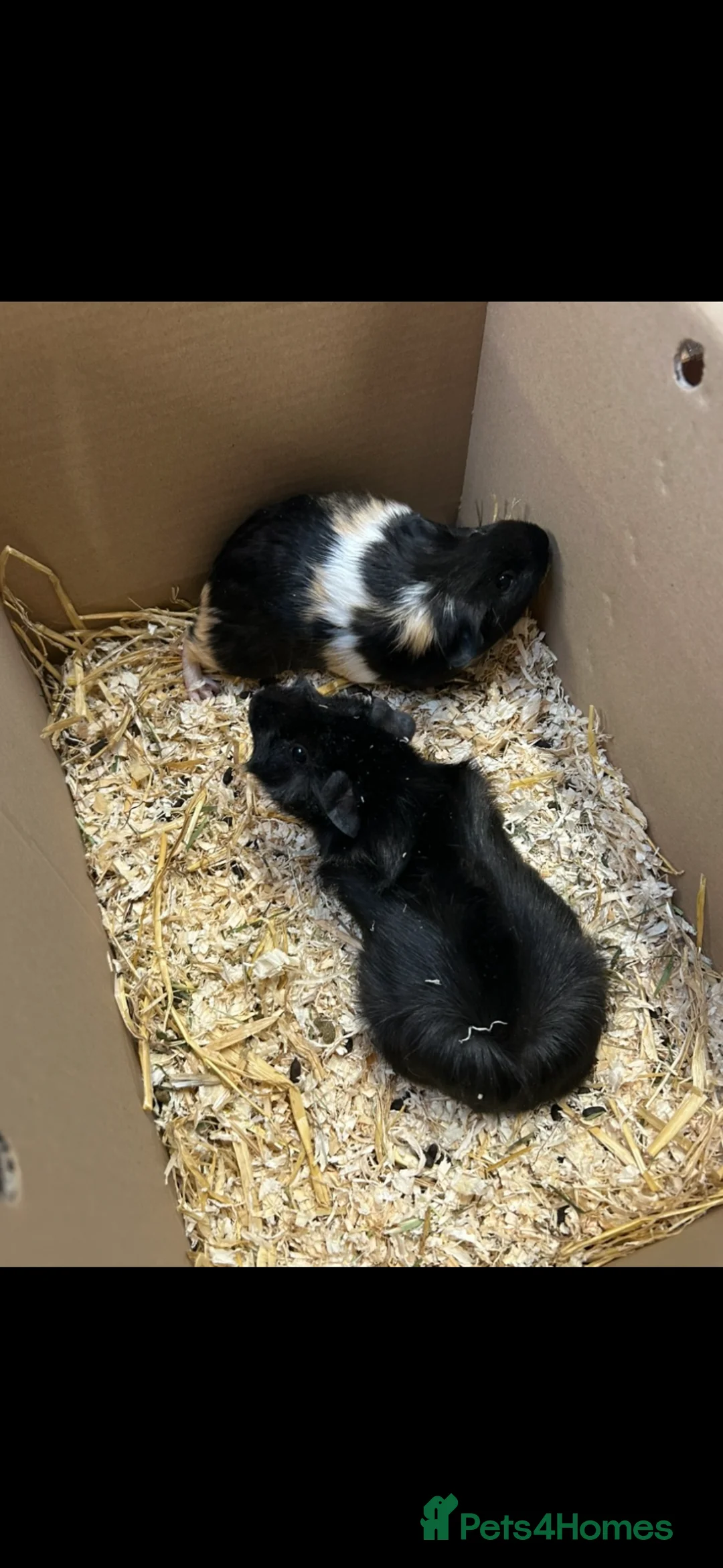 Guinea Pig rodents for sale: 2 female guinea pigs  in Llantwit Major - Advert 2