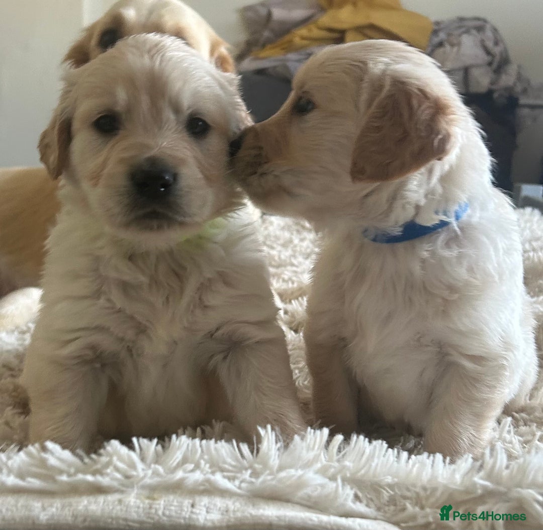 Golden Retriever dogs for sale: Pure breed, show line, ready 23/12/25  - Advert 1