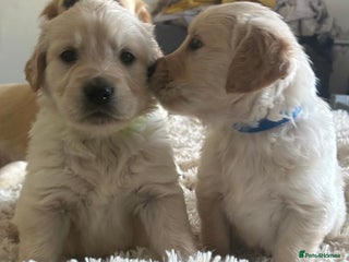 Golden Retriever dogs Pure breed, show line, ready 23/12/25 - Advert 5