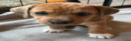 Mixed Breed dogs for sale: Jack Russell Mix Breed Puppies in Woodbridge - Advert 13
