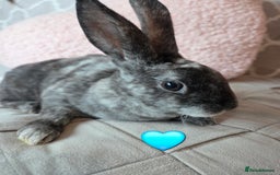 Rex rabbits for sale: 🐰 Beautiful mini rex babies 🐰 - Image 7