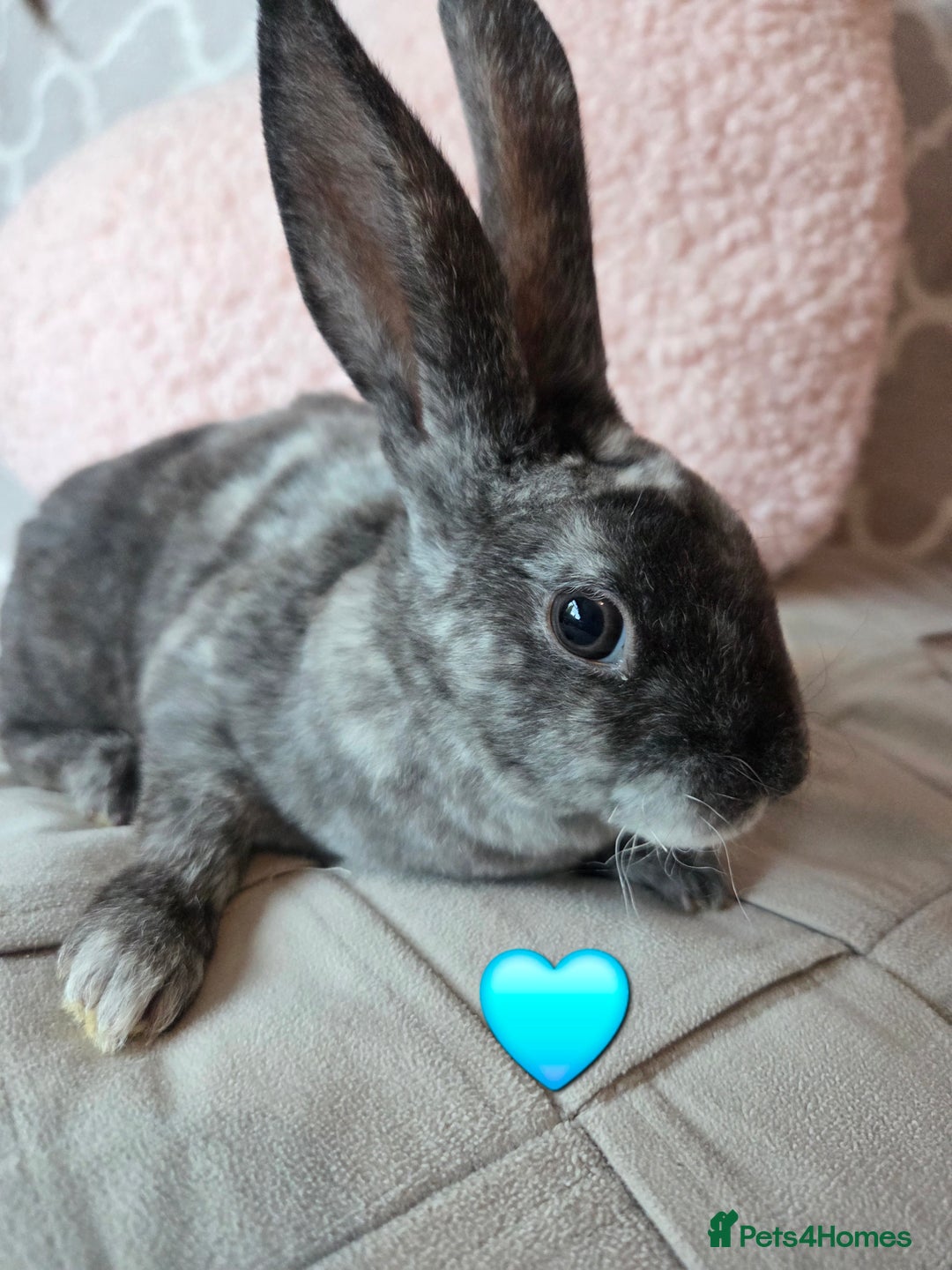 Rex rabbits for sale: 🐰 Beautiful mini rex babies 🐰 - Image 7