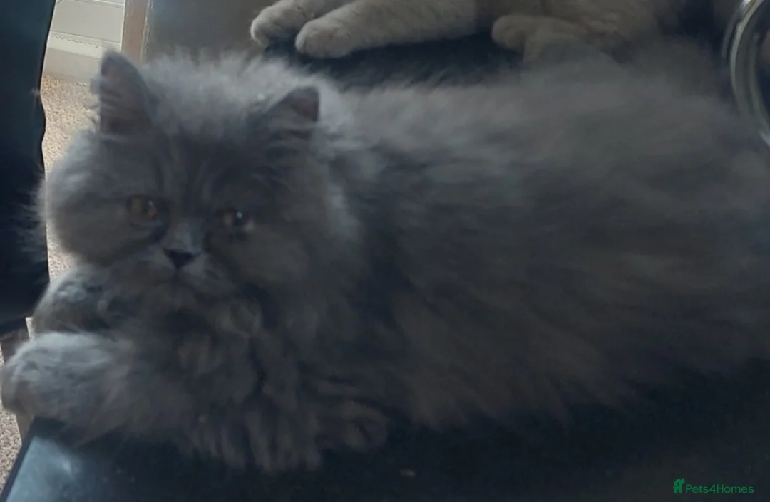 Persian cats for sale: 10 month old Blue Persian  - Advert 4