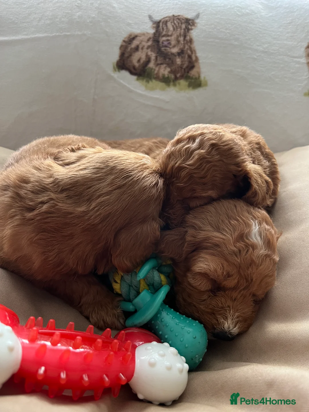 Cockapoo dogs for sale:  Stunning F1 DNA clear cockapoo puppies  - Advert 22