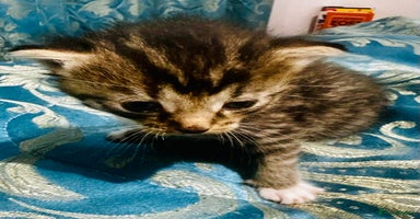 Mixed Breed cats - Advert 4
