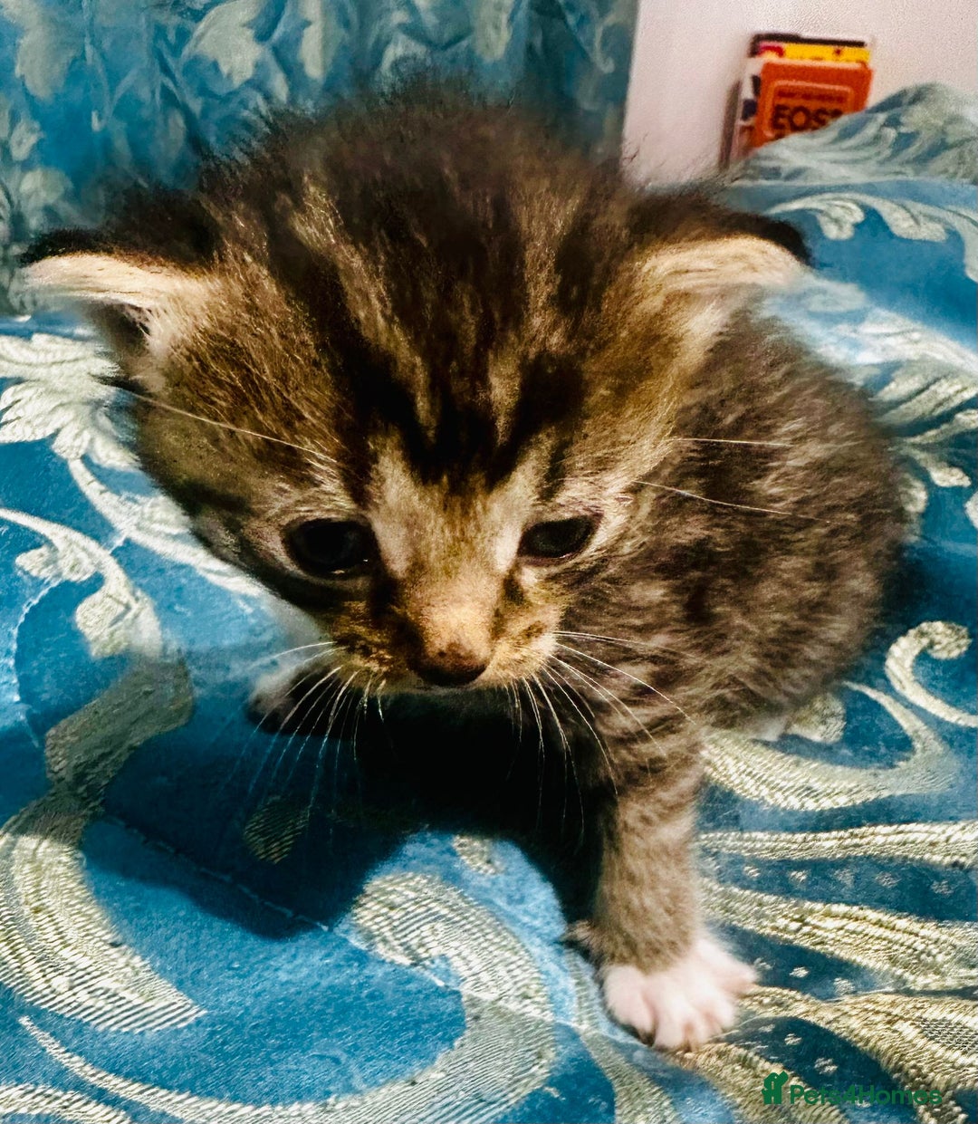 Mixed Breed cats for sale: Beautiful kitties  - Image 2