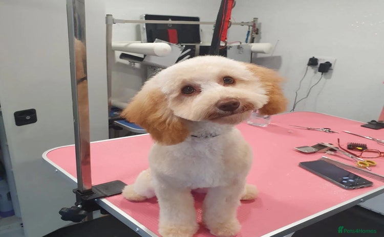 Toy Poodle dogs - Advert 12