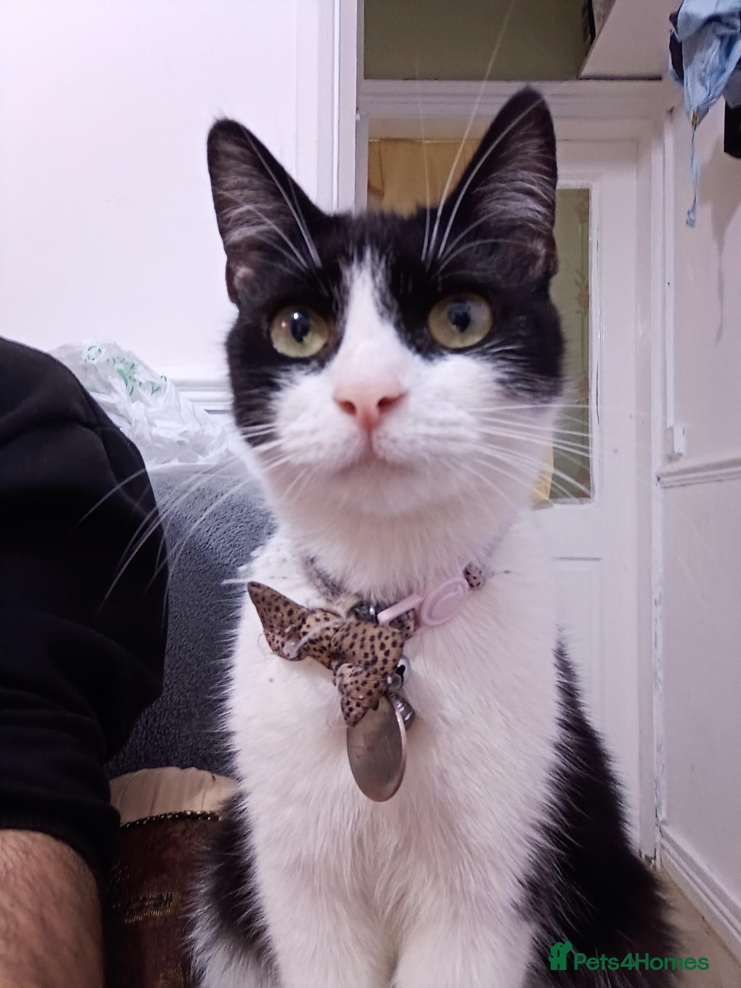Mixed Breed cats Female Cat - Advert 1