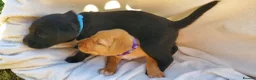 Springador dogs for sale: 6 beautiful springador Puppies fo4 sale - Advert 11