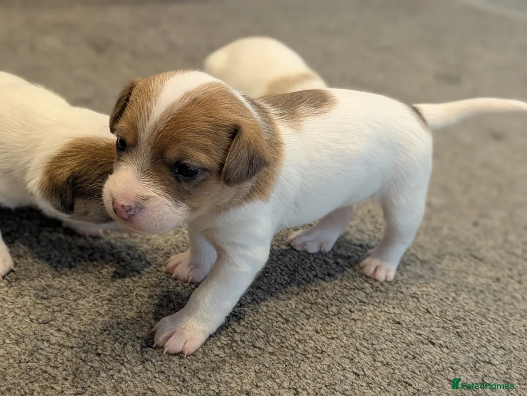 Jack Russell dogs for sale: Jack Russell Puppies - Advert 5