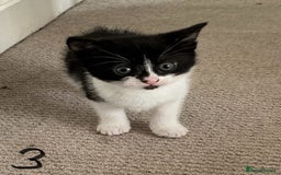 Mixed Breed cats for sale: Kittens black and white  - Image 5