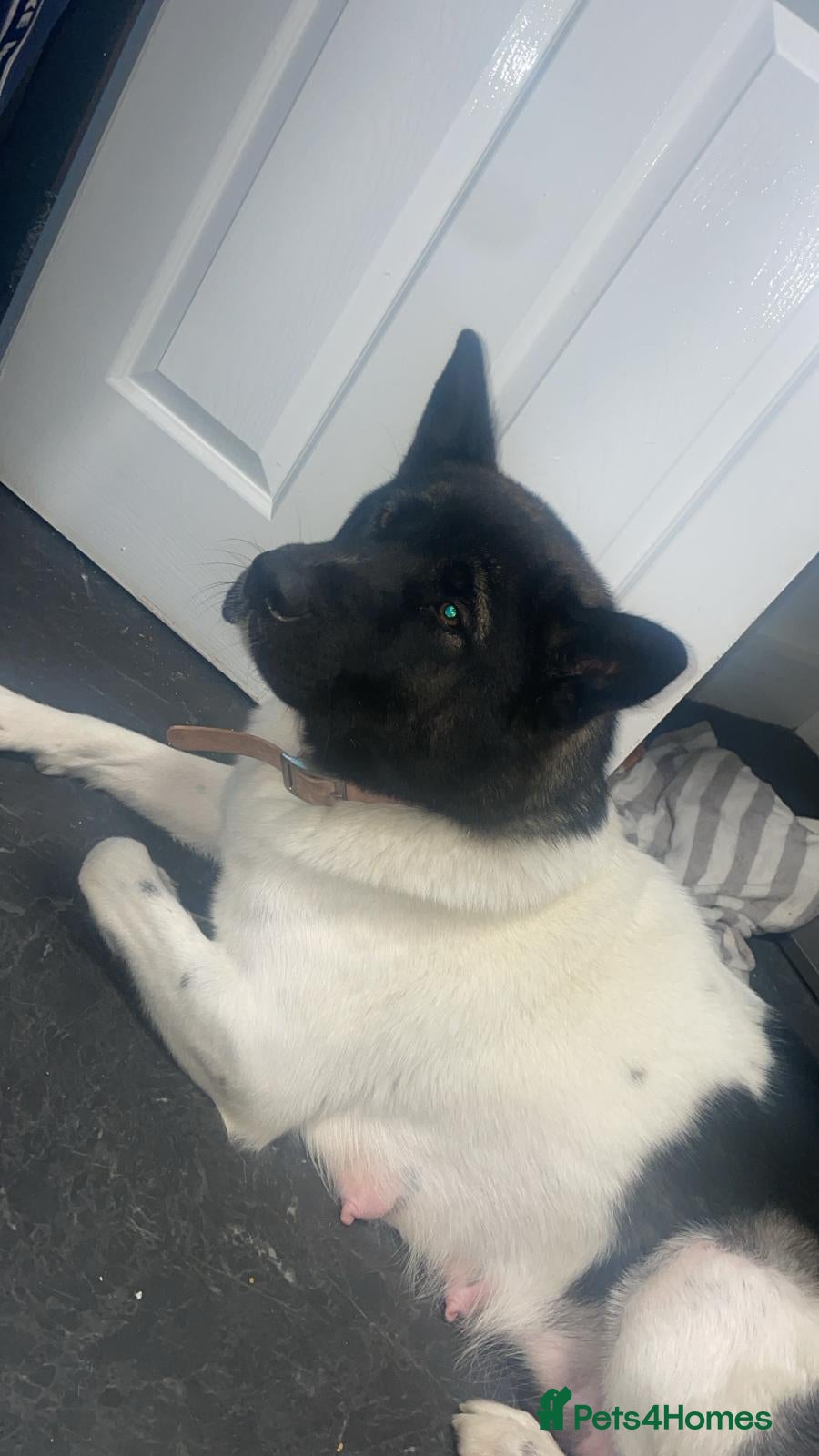 Akita dogs Japanese Akita  - Advert 3