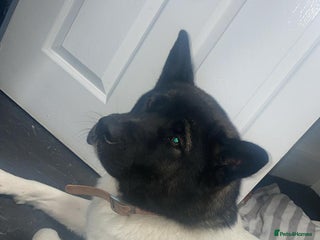 Akita dogs Japanese Akita - Advert 2