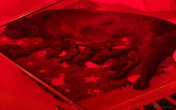 Cane Corso dogs for sale:  Reg - UKBKC Cane Corsos loyal family guardians  - Image 8