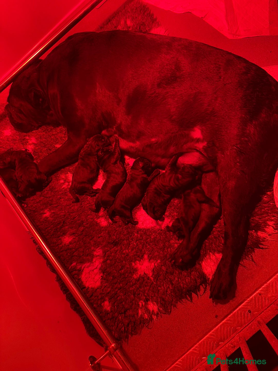 Cane Corso dogs for sale:  Reg - UKBKC Cane Corsos loyal family guardians  - Image 8