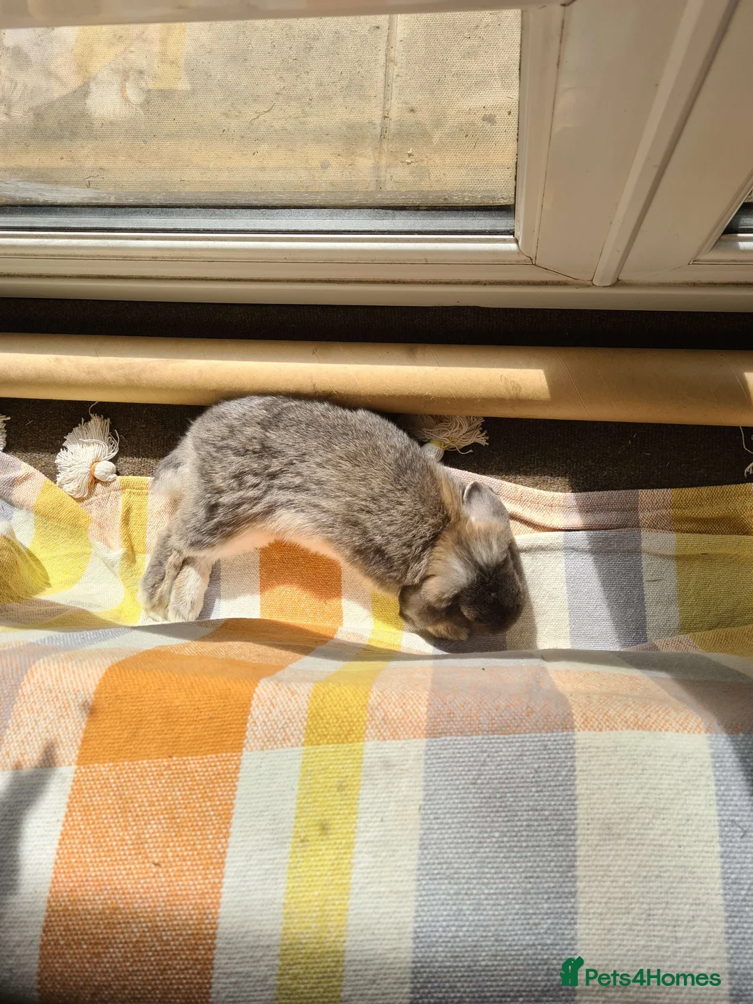 Mini Lop rabbits for sale: lone mini lop urgently looking for home - Advert 2