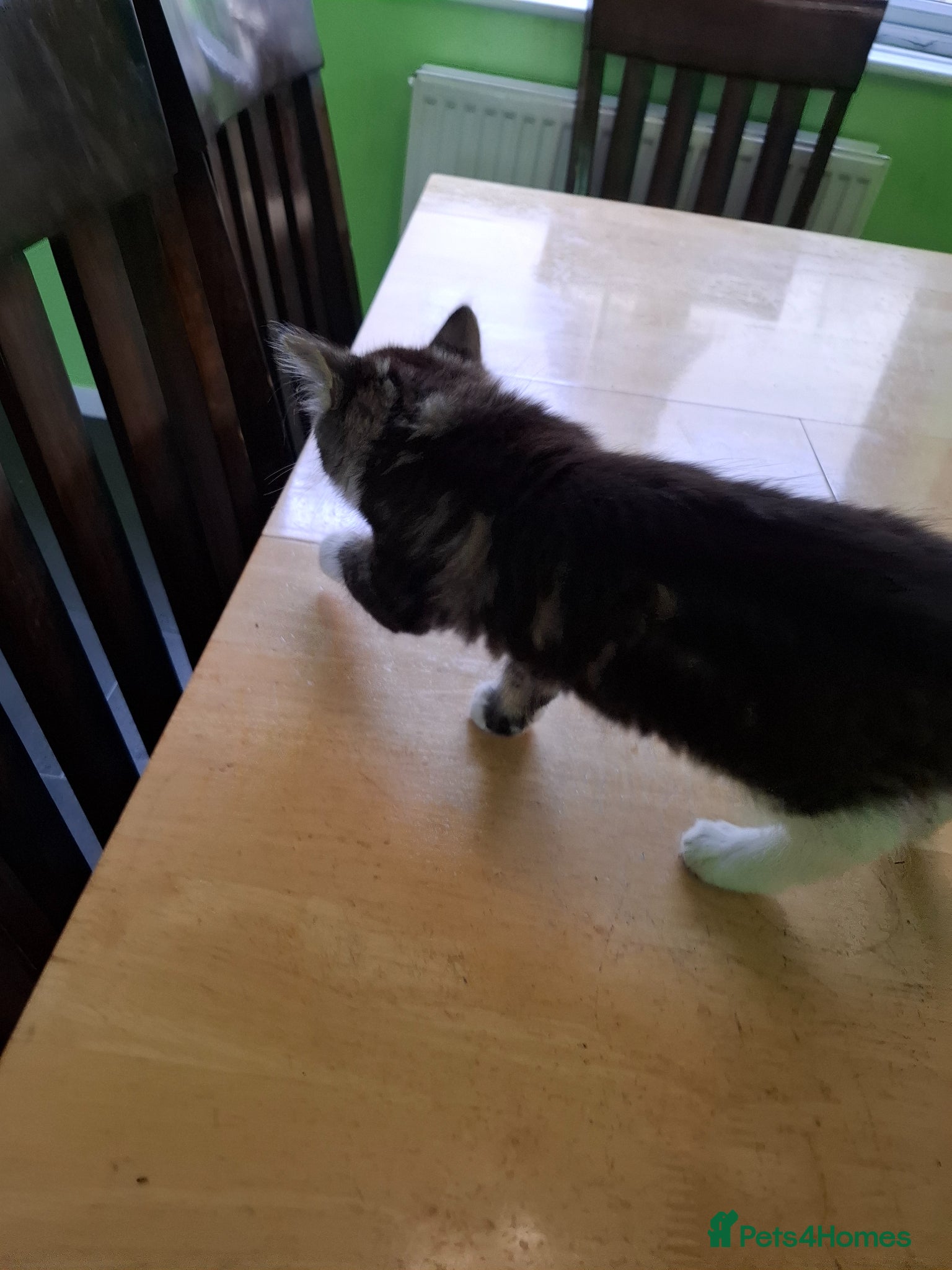 Mixed Breed cats for sale: Six 9 week old Kittens   - Advert 17