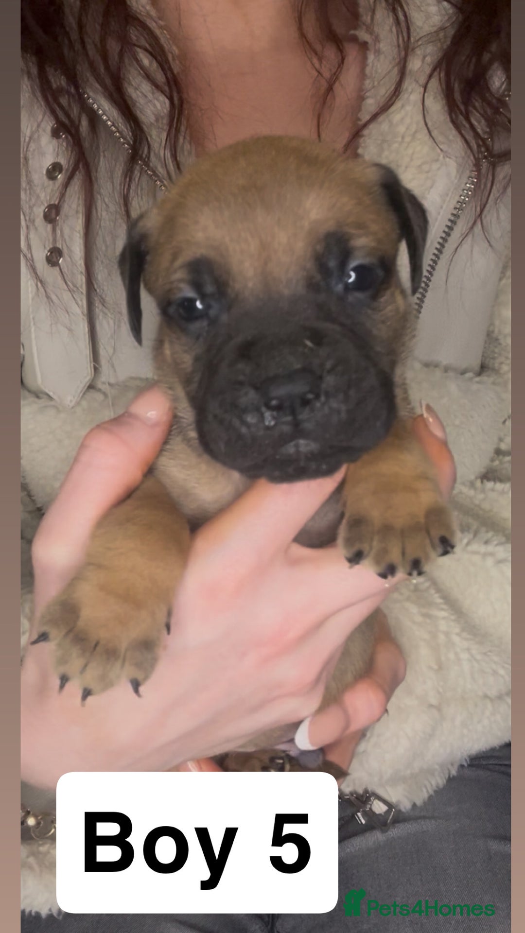 Mixed Breed dogs for sale: Mastiff puppies - Image 5