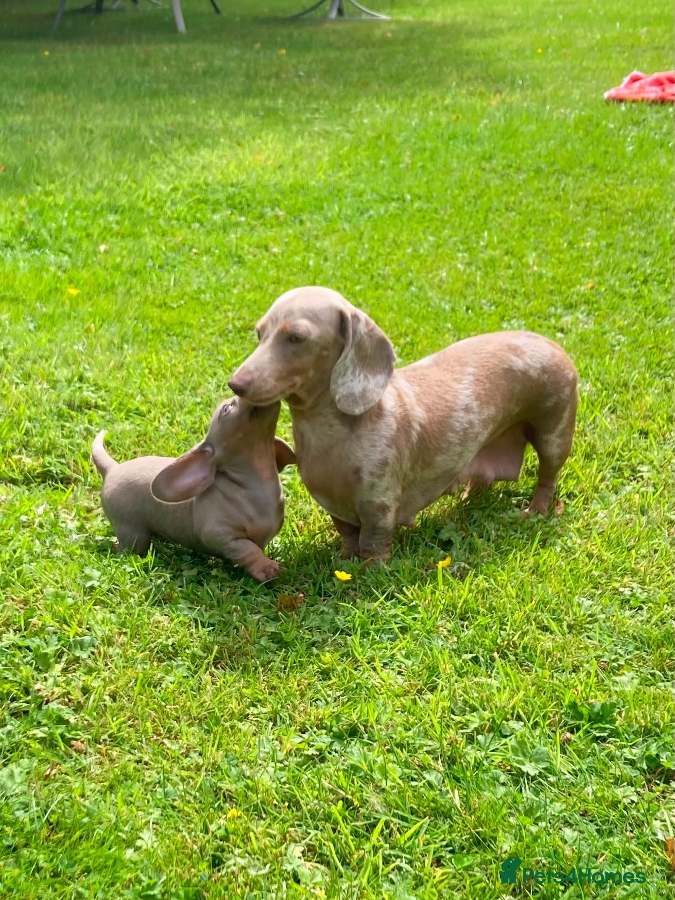 Miniature Dachshund dogs True KC Reg-Minature Dachshund Pups (Smooth Coat). - Advert 2