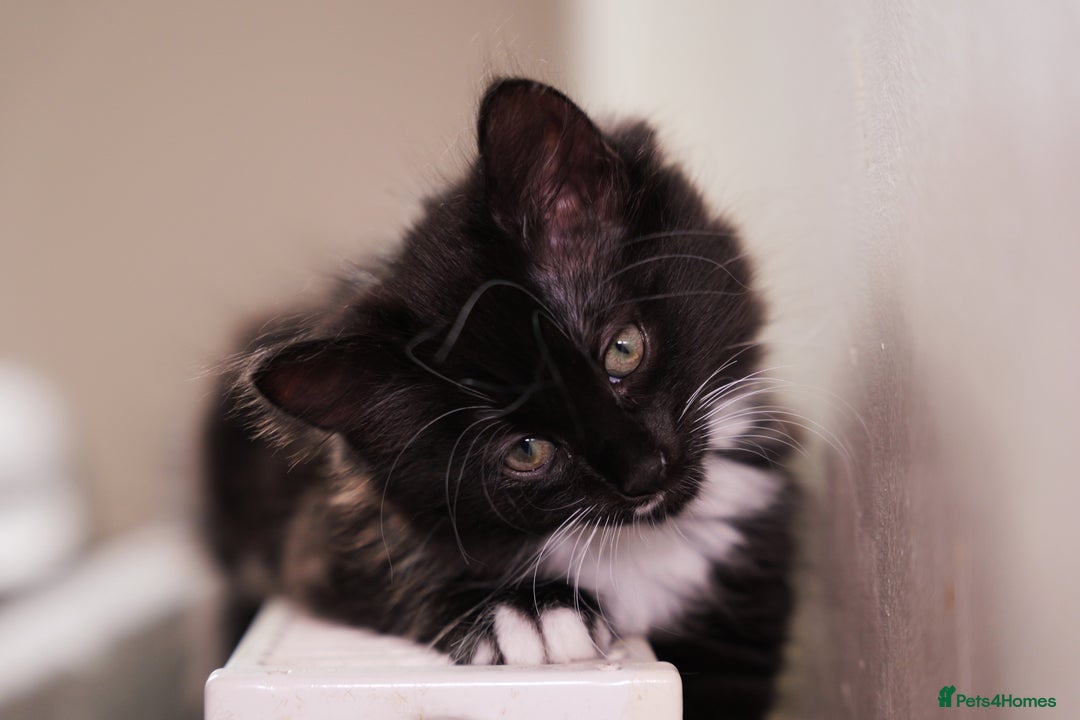 Turkish Angora cats for sale: Playful, Socialised Kittens Seeking Loving Home - Advert 20