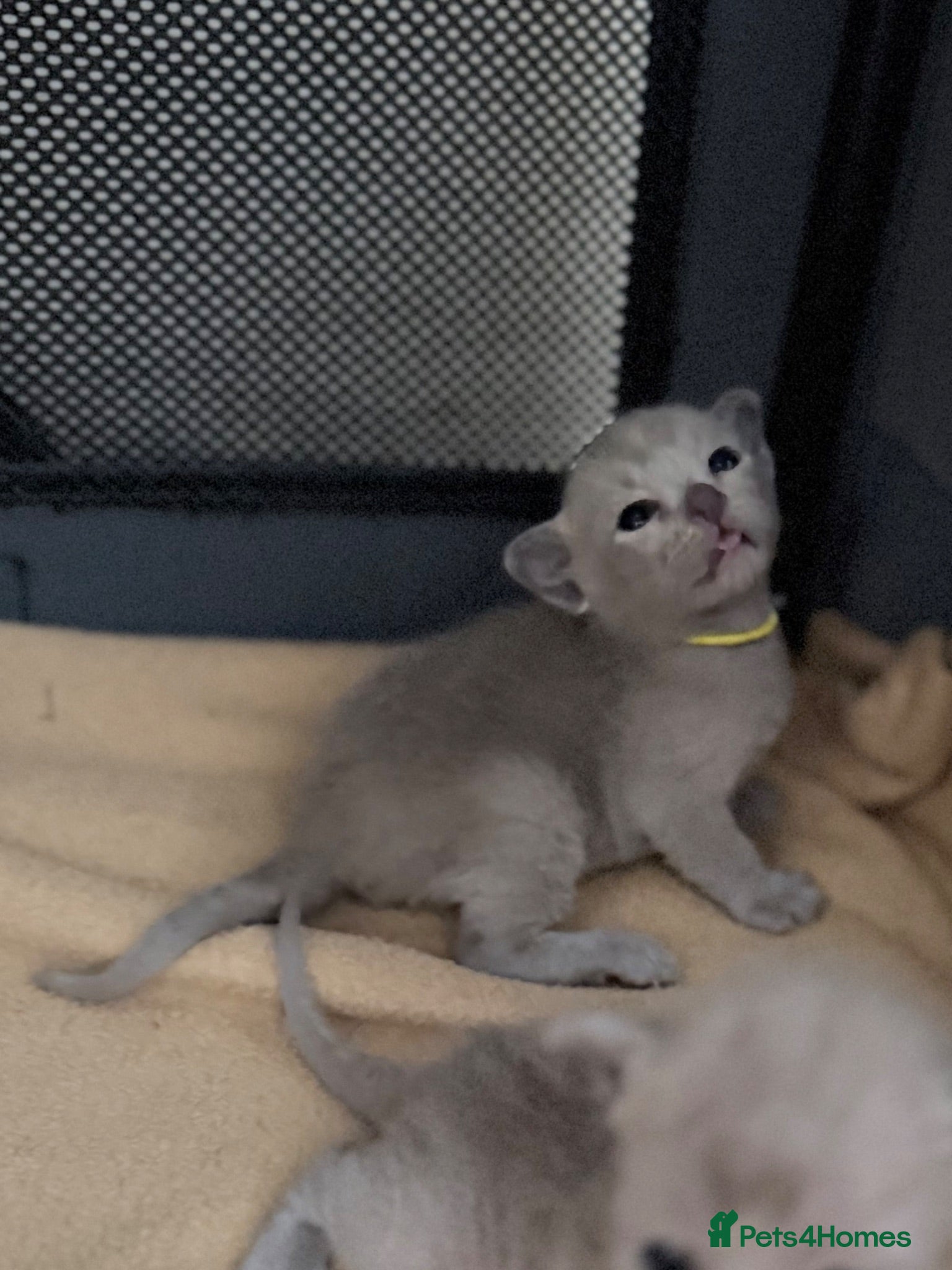 Burmese cats GCCF registered Burmese Kittens-Blue & Brown boys - Advert 2