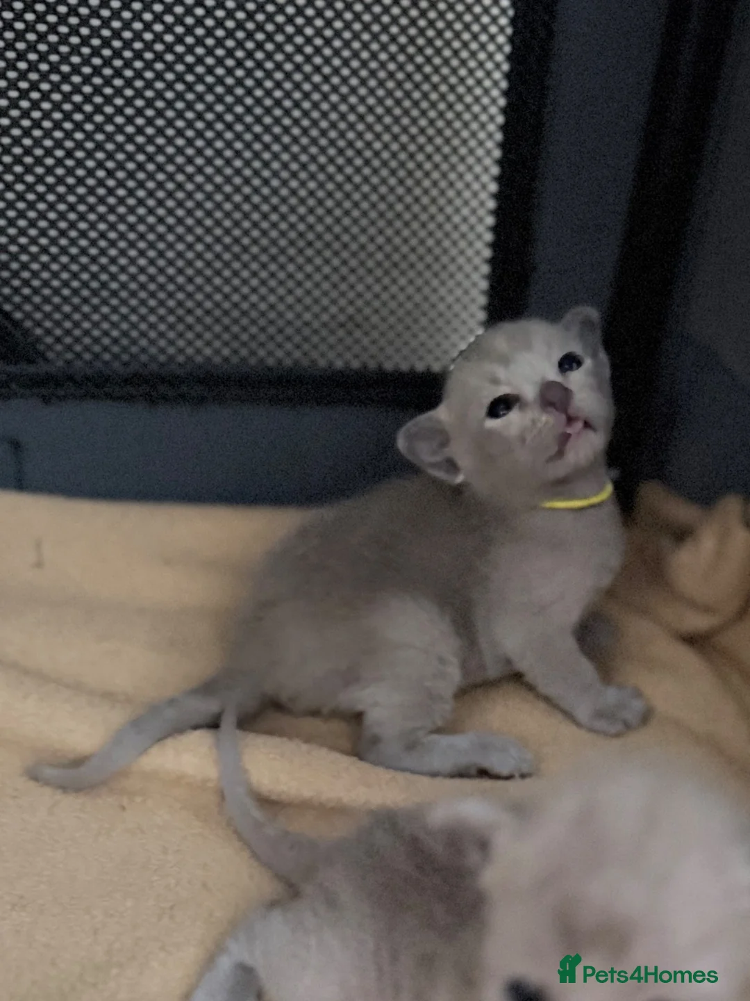 Burmese cats for sale: GCCF registered Burmese Kittens-Blue & Brown boys - Advert 2