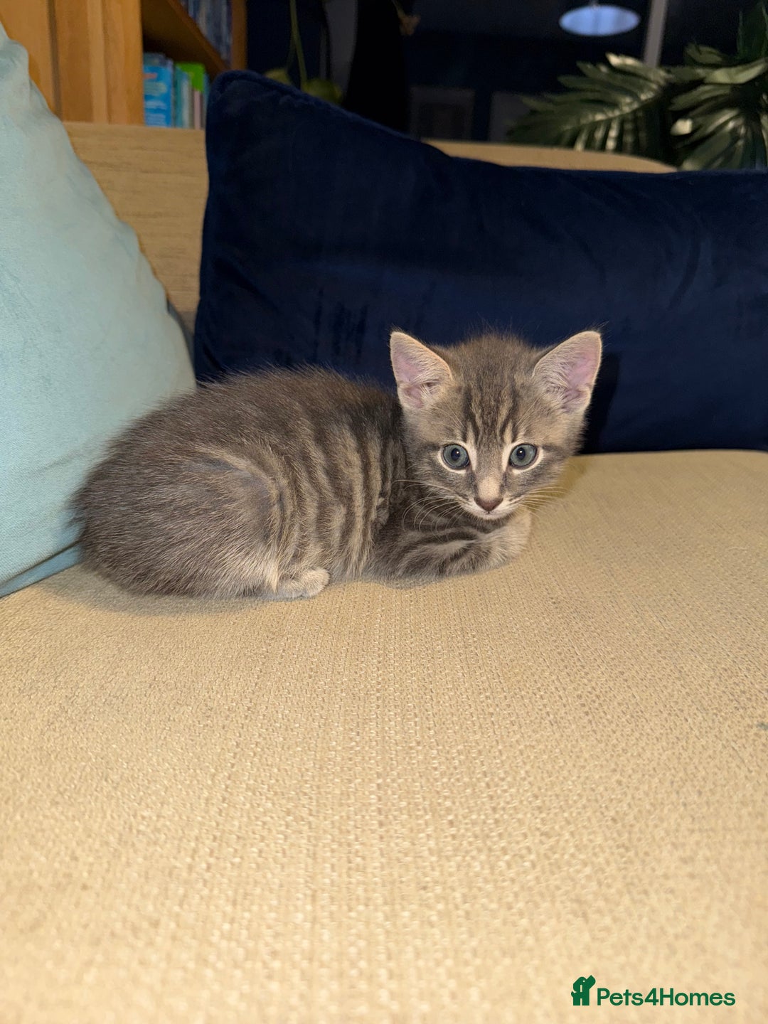 Mixed Breed cats for sale: Fluffy kittens looking for their forever homes  - Image 5